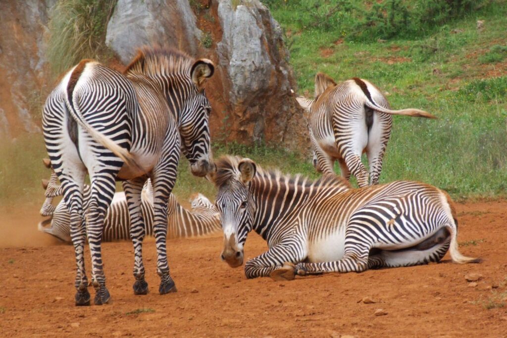 Parque de Cabárceno