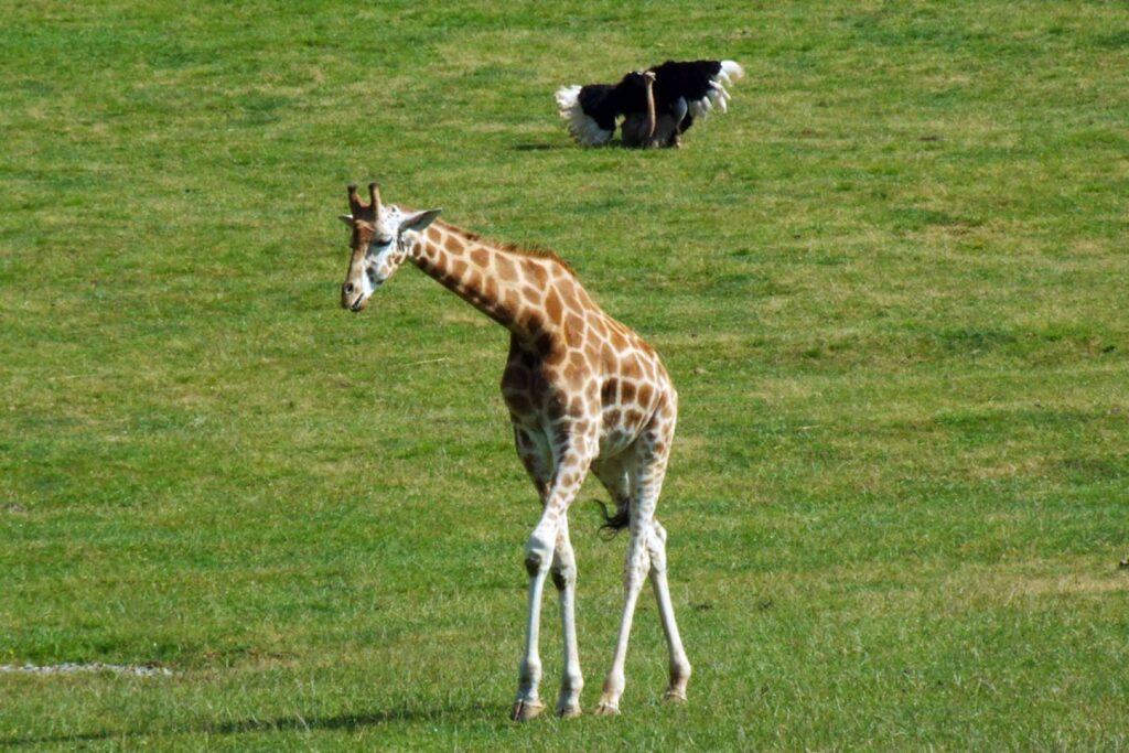Parque de Cabárceno