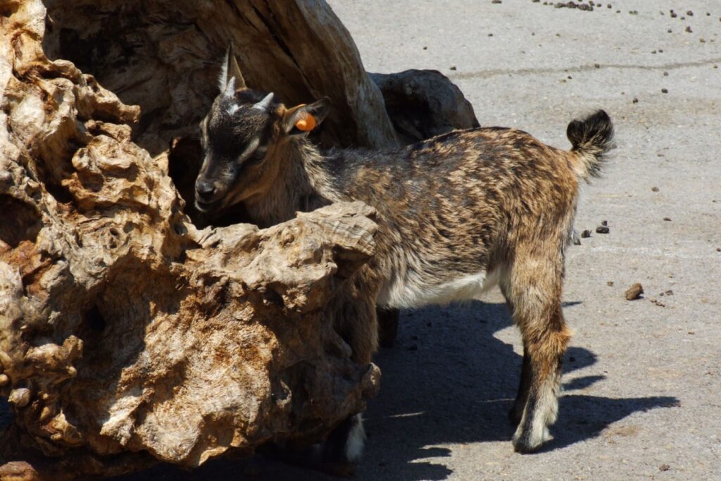 Parque de Cabárceno