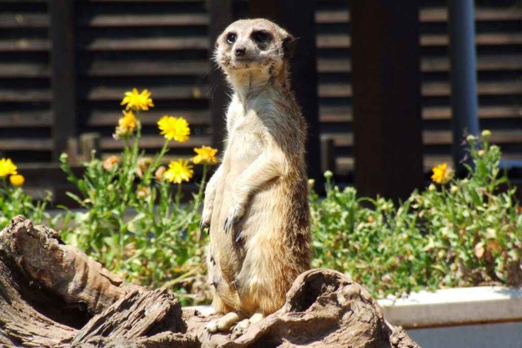 Parque de Cabárceno